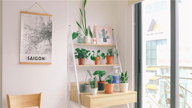 House plants