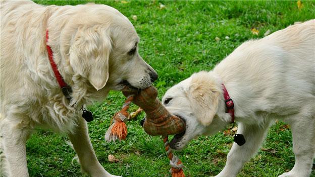 Pet-friendly Toys