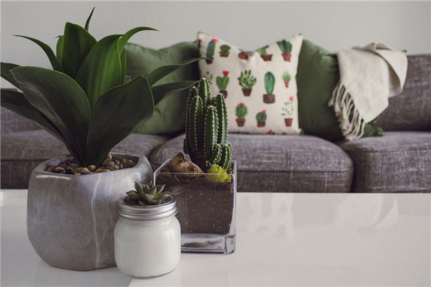 Some Ideas to Decorate Your Luxury Apartment with Indoor Plants | One