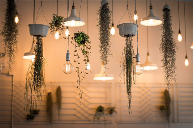 Hanging Plants for Home Decoration