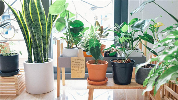 plants for indoor decoration